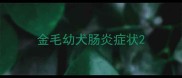 金毛幼犬肠炎症状