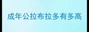 成年公拉布拉多有多高