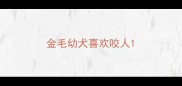 金毛幼犬喜欢咬人