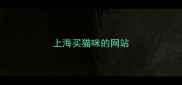 上海买猫咪的网站