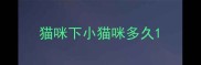 猫咪下小猫咪多久