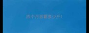 四个月恶霸多少斤