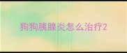 狗狗胰腺炎怎么治疗