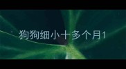 狗狗细小十多个月