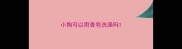 小狗可以用香皂洗澡吗