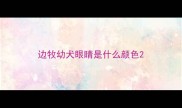 边牧幼犬眼睛是什么颜色