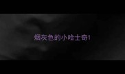 烟灰色的小哈士奇