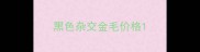 黑色杂交金毛价格