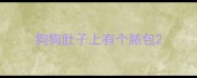 狗狗肚子上有个脓包