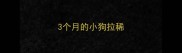 3个月的小狗拉稀