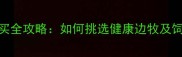 廊坊边牧购买全攻略如何挑选健康边牧及饲养注意事项