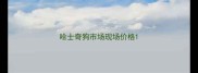 哈士奇狗市场现场价格