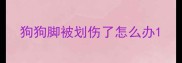 狗狗脚被划伤了怎么办