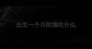 出生一个月的猫吃什么