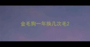 金毛狗一年换几次毛
