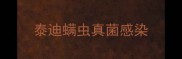 泰迪螨虫真菌感染