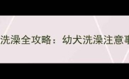 3个月大哈士奇首次洗澡全攻略幼犬洗澡注意事项与科学护理指南
