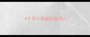 4个月小狗能吃饭吗