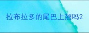 拉布拉多的尾巴上翘吗
