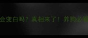 泰迪吃米饭会变白吗真相来了养狗必看毛发养护指南