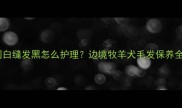 边牧中间白缝发黑怎么护理边境牧羊犬毛发保养全攻略