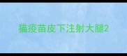 猫疫苗皮下注射大腿