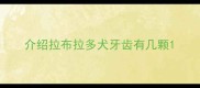 介绍拉布拉多犬牙齿有几颗