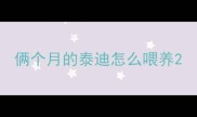 俩个月的泰迪怎么喂养
