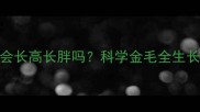 金毛犬7个月大还会长高长胖吗科学金毛全生长周期与喂养指南