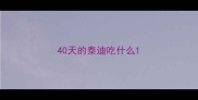 40天的泰迪吃什么