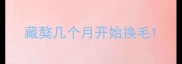 藏獒几个月开始换毛