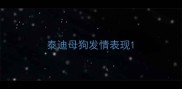 泰迪母狗发情表现