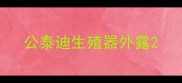 公泰迪生殖器外露