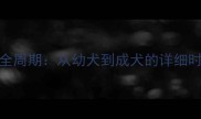边境牧羊犬成长全周期从幼犬到成犬的详细时间表与饲养指南