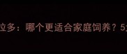 土狗vs拉布拉多哪个更适合家庭饲养5大核心差异