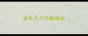 金毛几个月能驱虫