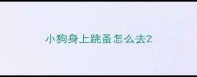 小狗身上跳蚤怎么去