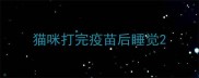 猫咪打完疫苗后睡觉