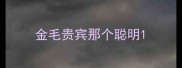 金毛贵宾那个聪明