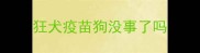 狂犬疫苗狗没事了吗