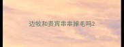 边牧和贵宾串串掉毛吗