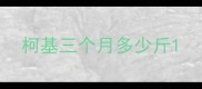 柯基三个月多少斤