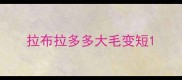 拉布拉多多大毛变短