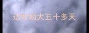 边牧幼犬五十多天