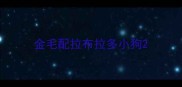 金毛配拉布拉多小狗