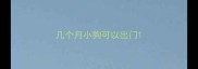 几个月小狗可以出门