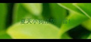 夏天小狗预防感冒