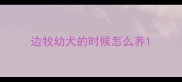 边牧幼犬的时候怎么养