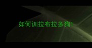 如何训拉布拉多狗