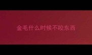 金毛什么时候不咬东西